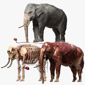 Asian Elephant Anatomy 3D model